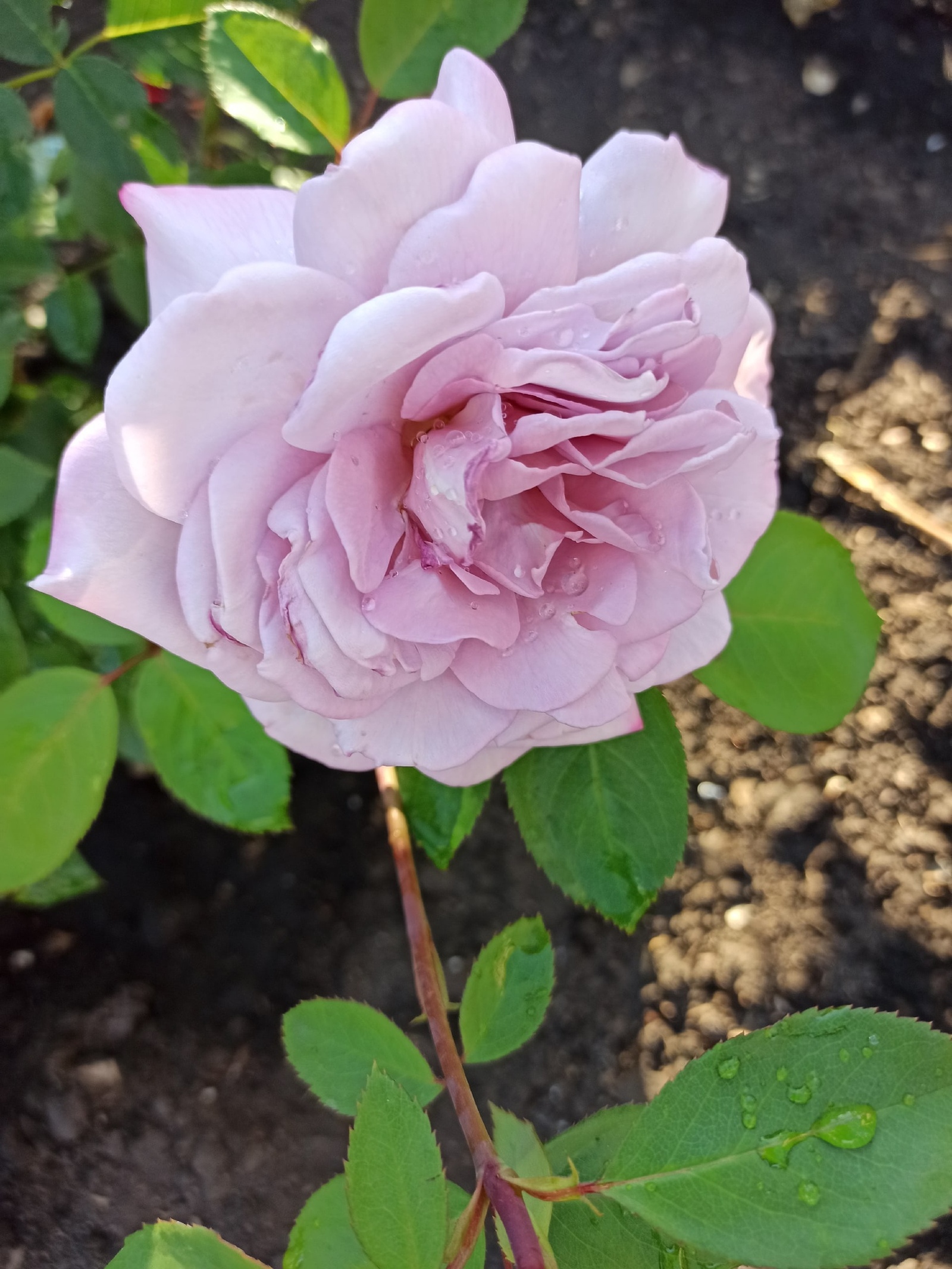 Парлы ялгызлар