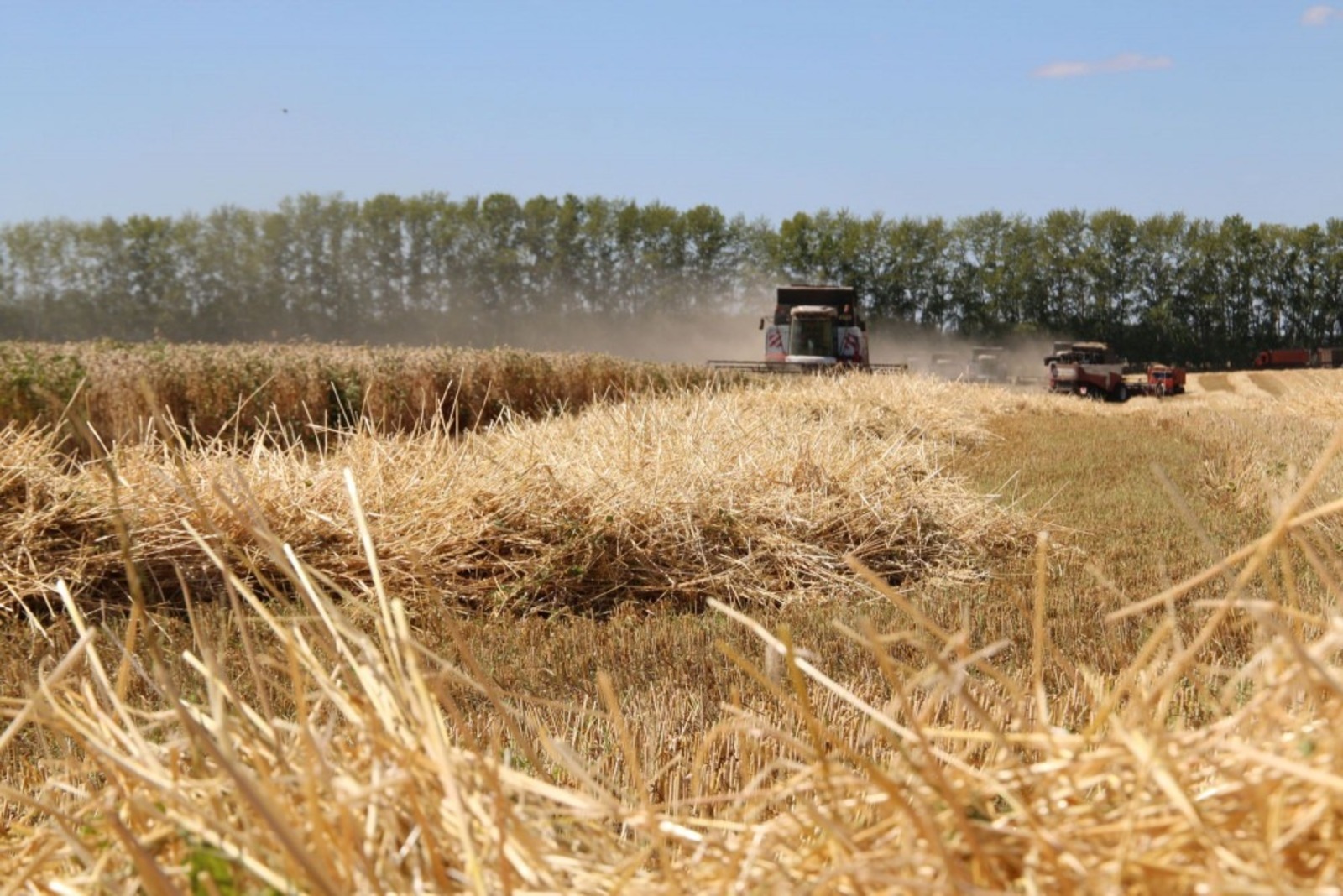 В Башкирии собрали около 4,5 миллиона тонн зерна