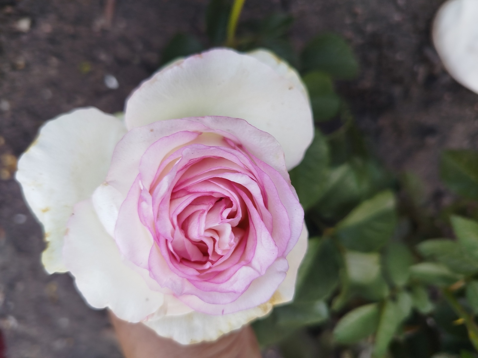 Өйләнү түгел сөйләнү