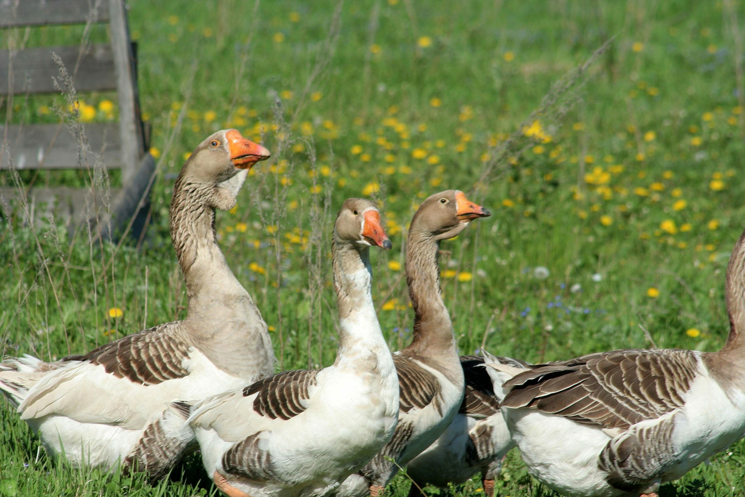 В Башкирии в рамках борьбы с птичьим гриппом было уничтожено более 9 тысяч домашних птиц