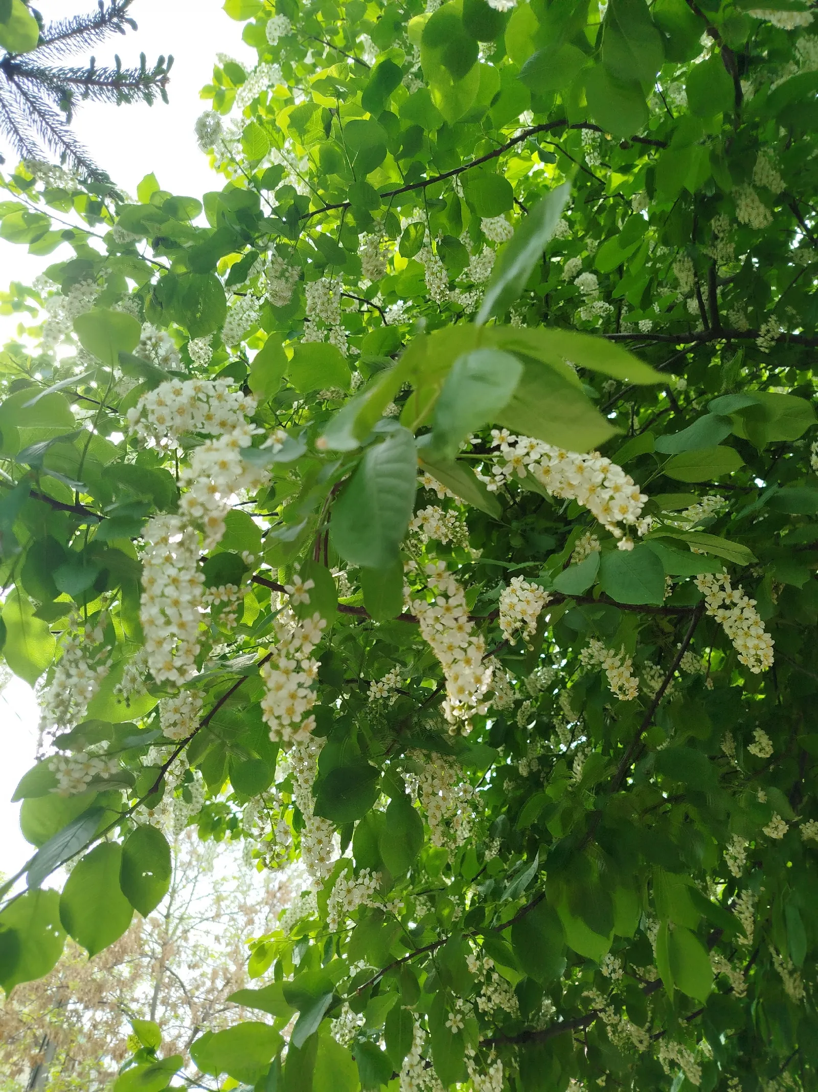 Карт шомырт хатирәсе