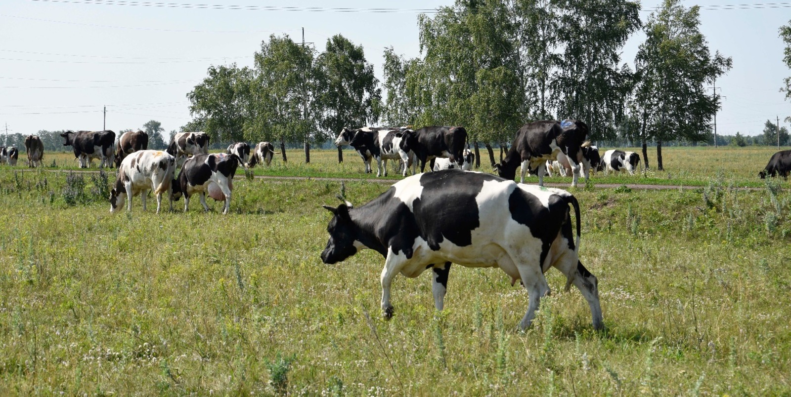 Башкирия первой в стране начнет производство сухого молока для детского питания