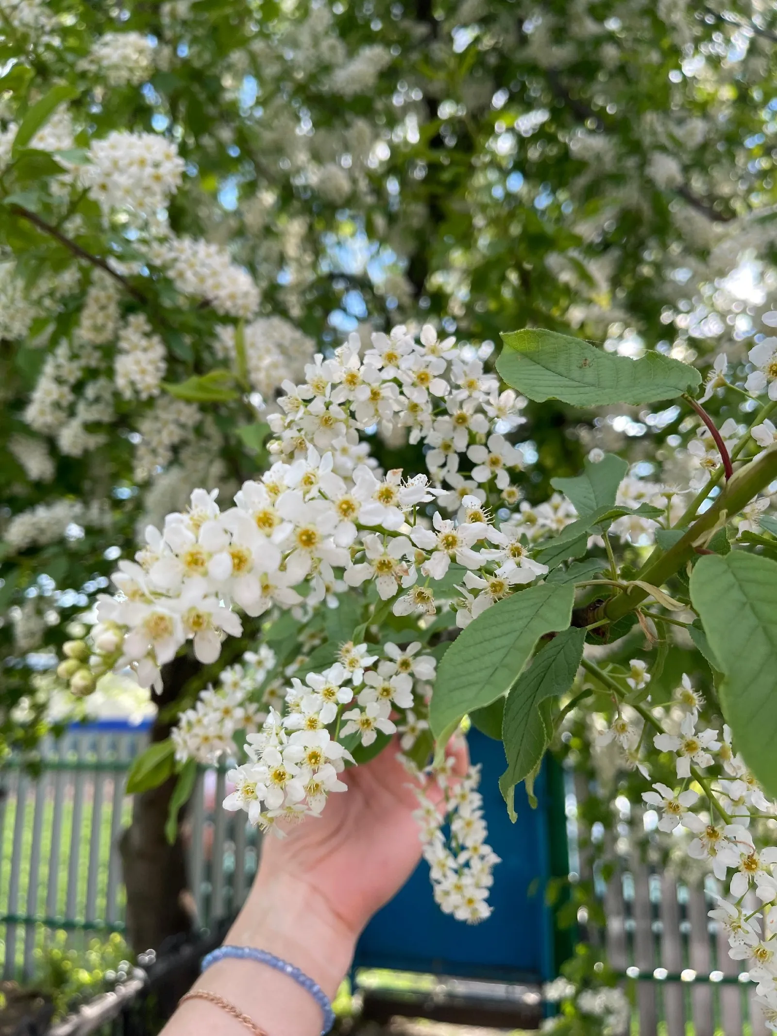 Карт шомырт хатирәсе