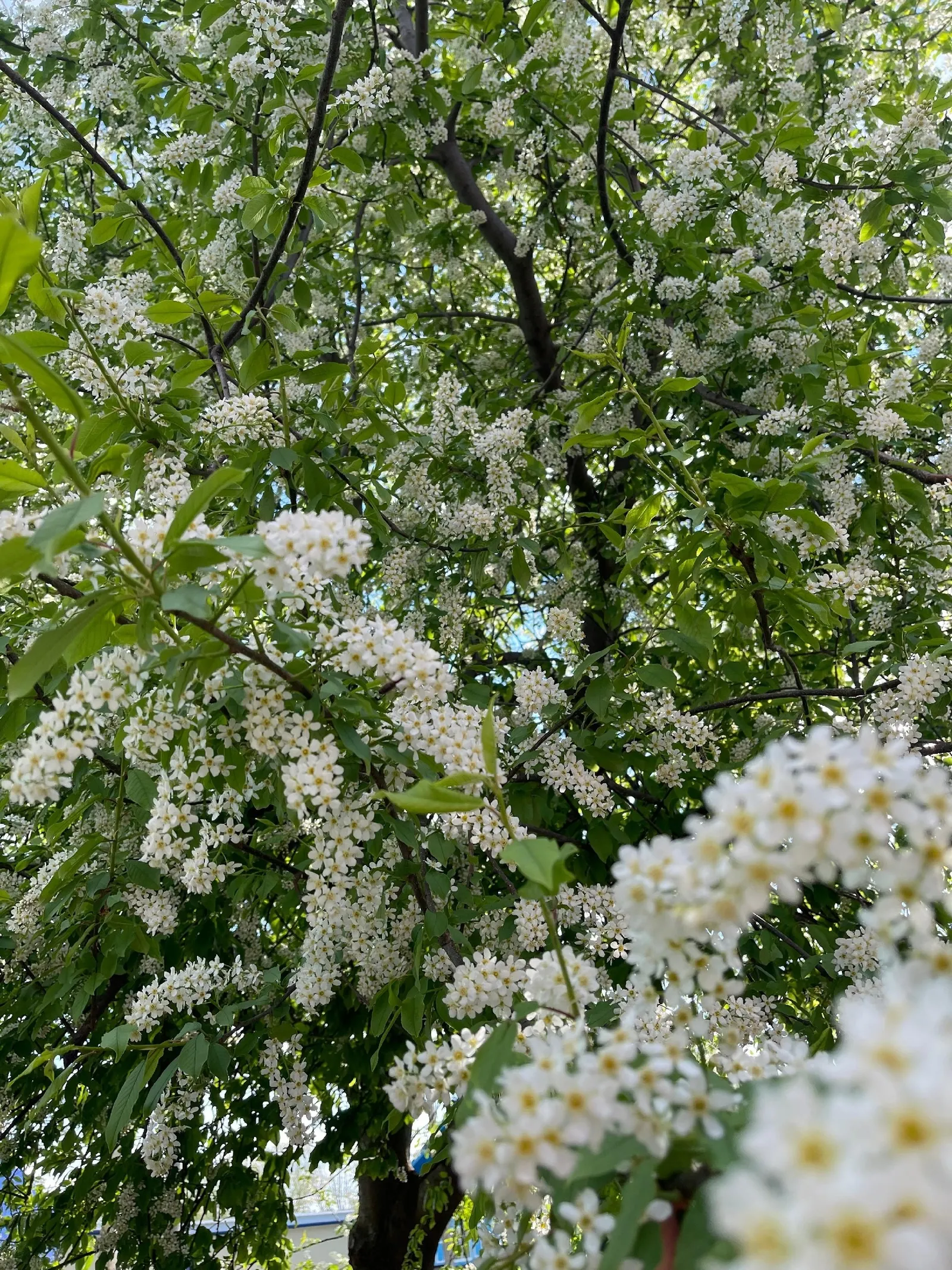 Карт шомырт хатирәсе
