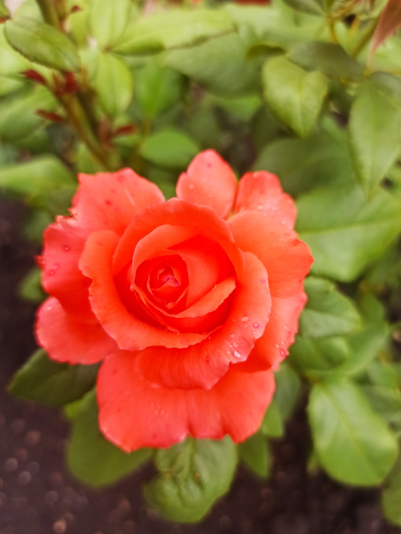Кызгылт-сары розалар