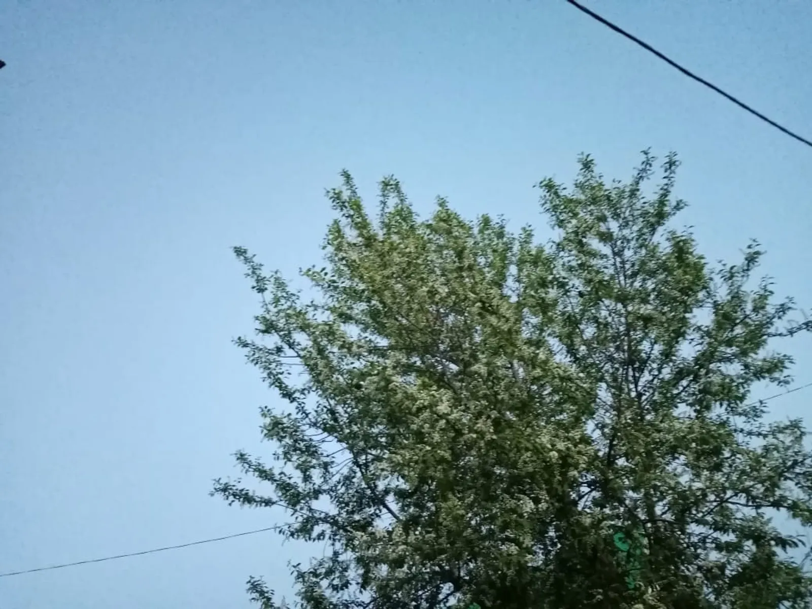 Карт шомырт хатирәсе
