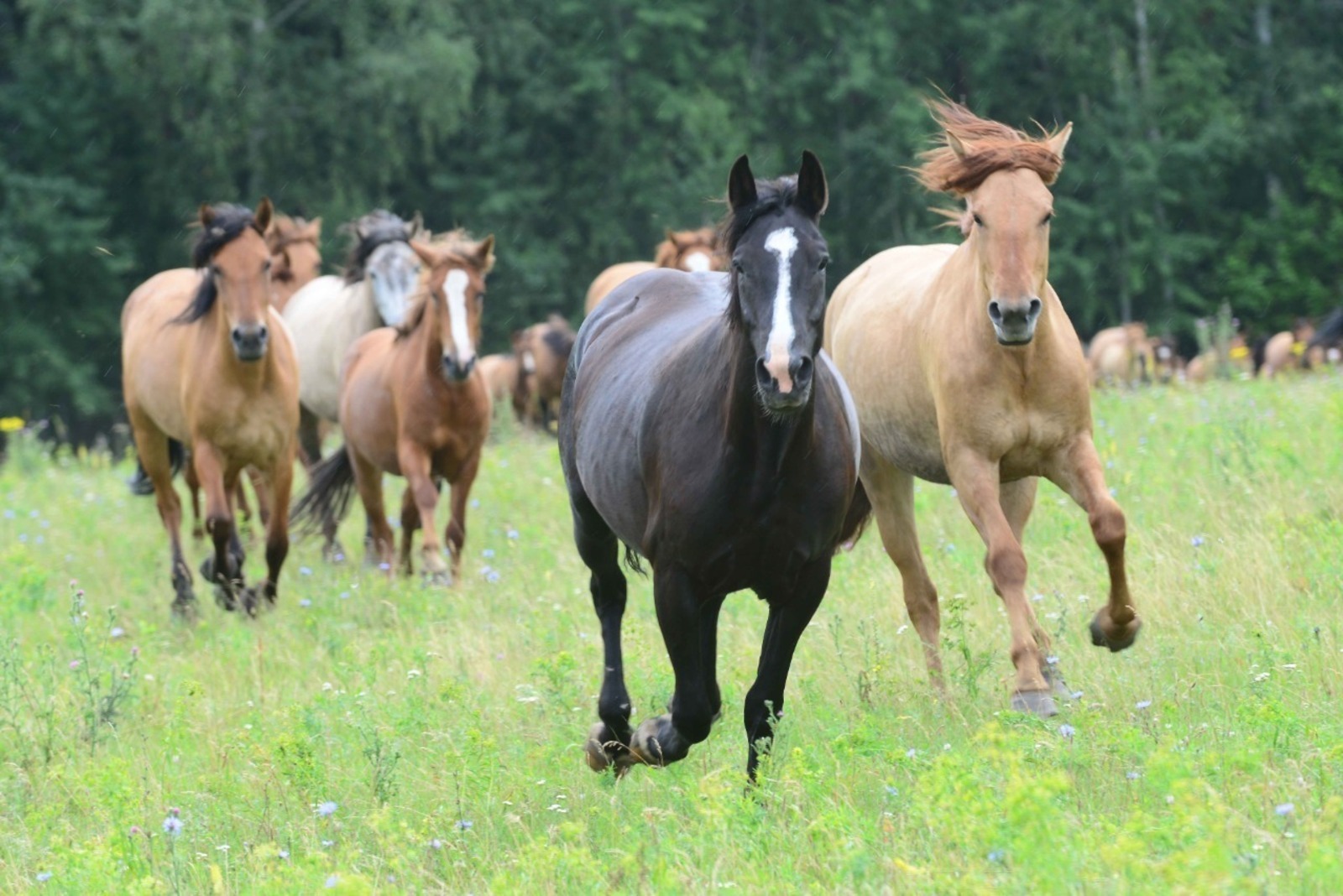 В Башкортостане стартовал фестиваль лошадей башкирской породы «Башҡорт аты» («Башкирская лошадь»)