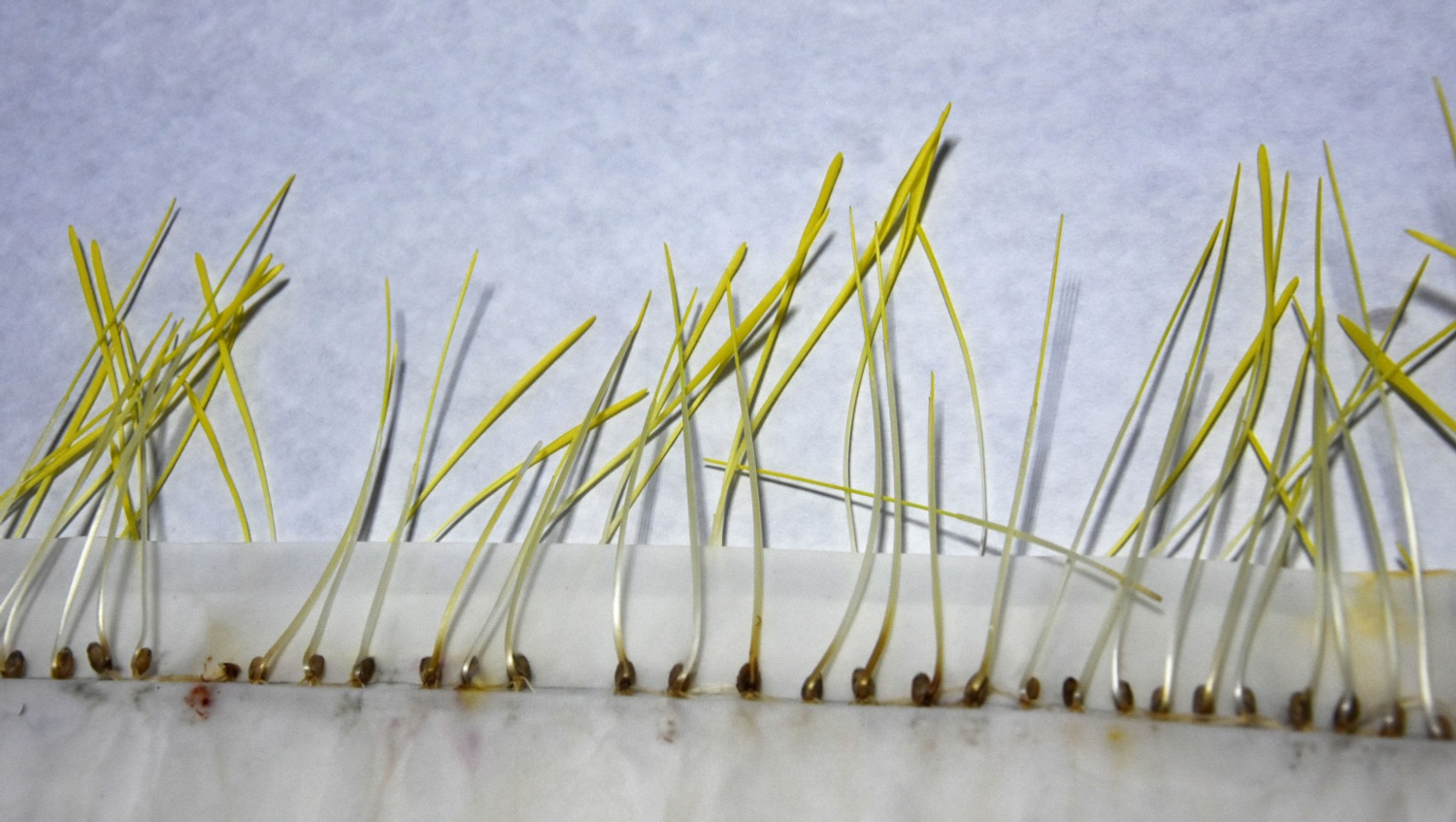 Проверка семян на заражённость болезнями