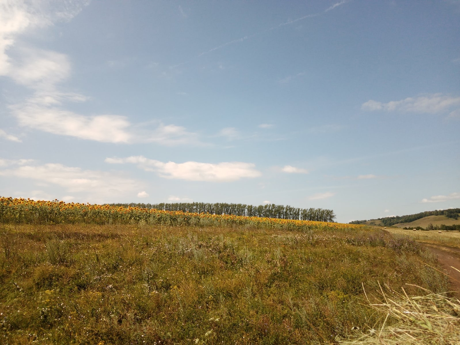 Элеккечә түгел без генә...