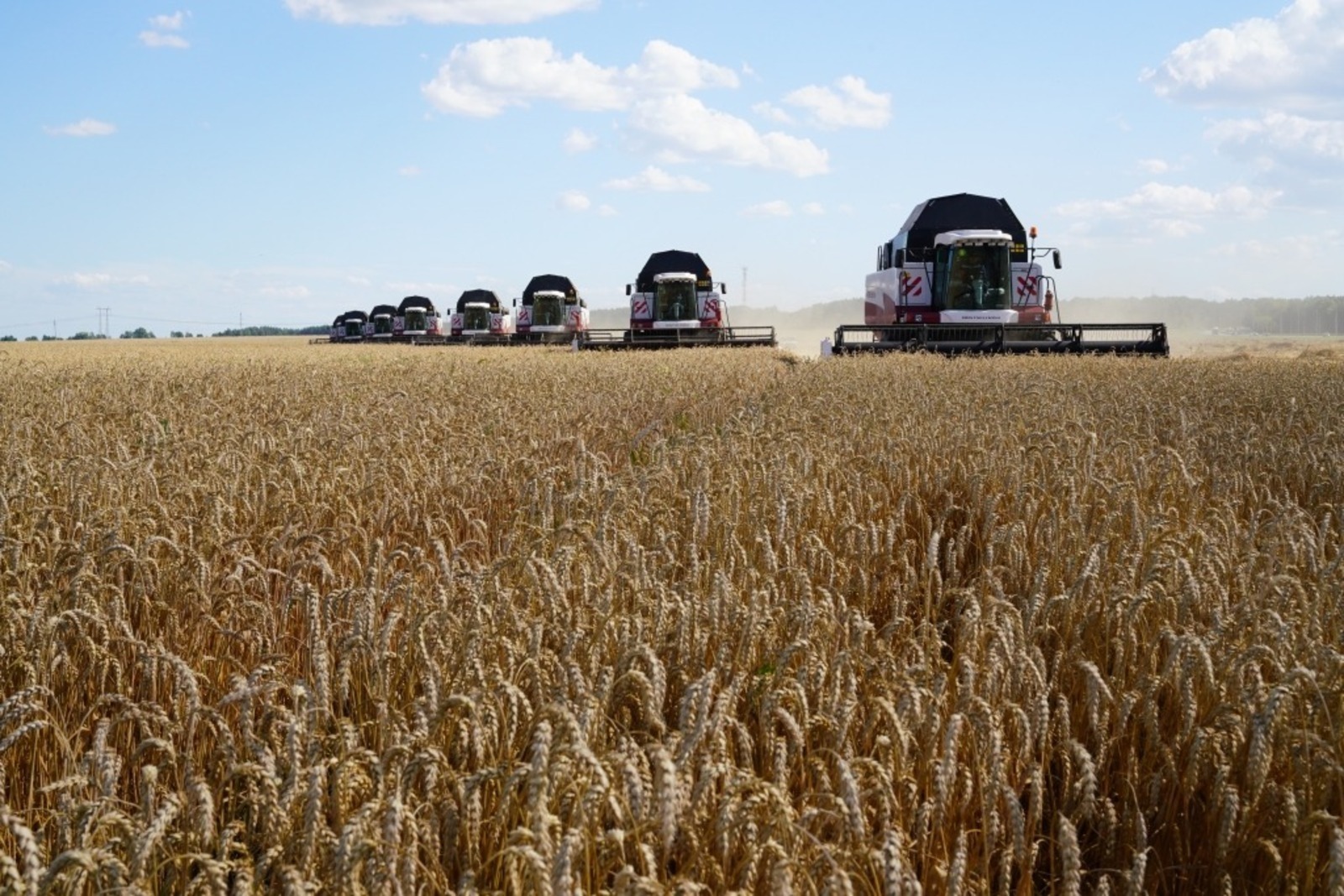 В Башкирии валовой сбор зерновых составил 4,3 миллиона тонн