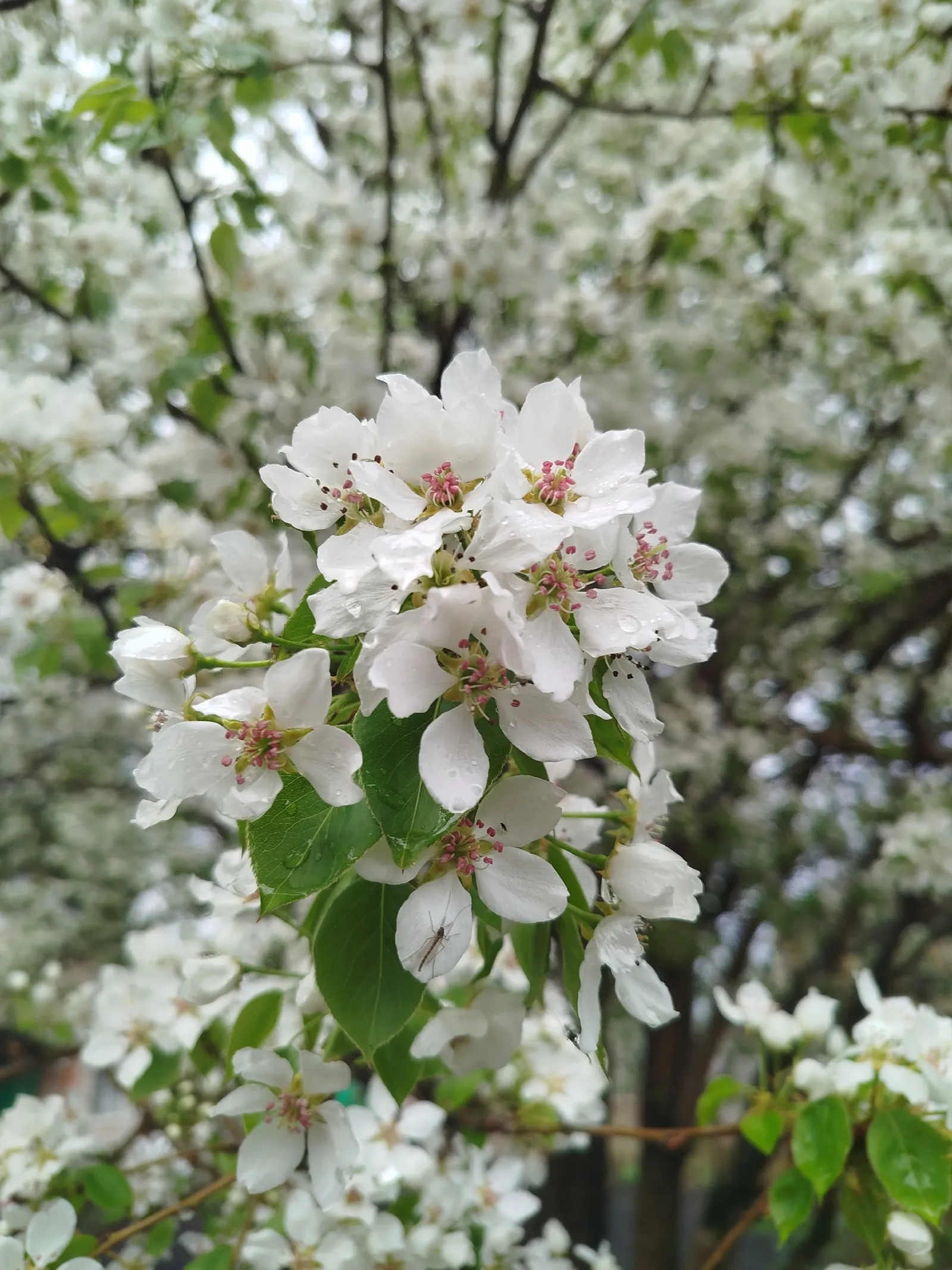 Карт шомырт хатирәсе