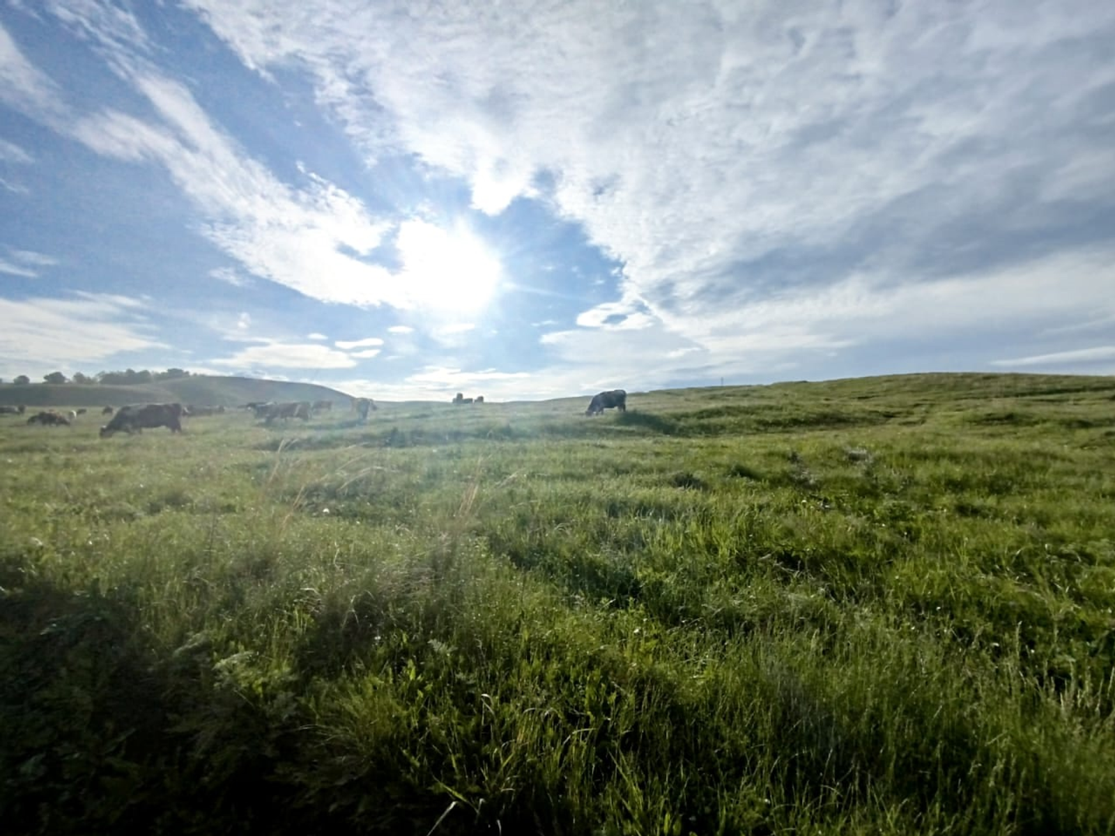 Төзәлмәслек яра