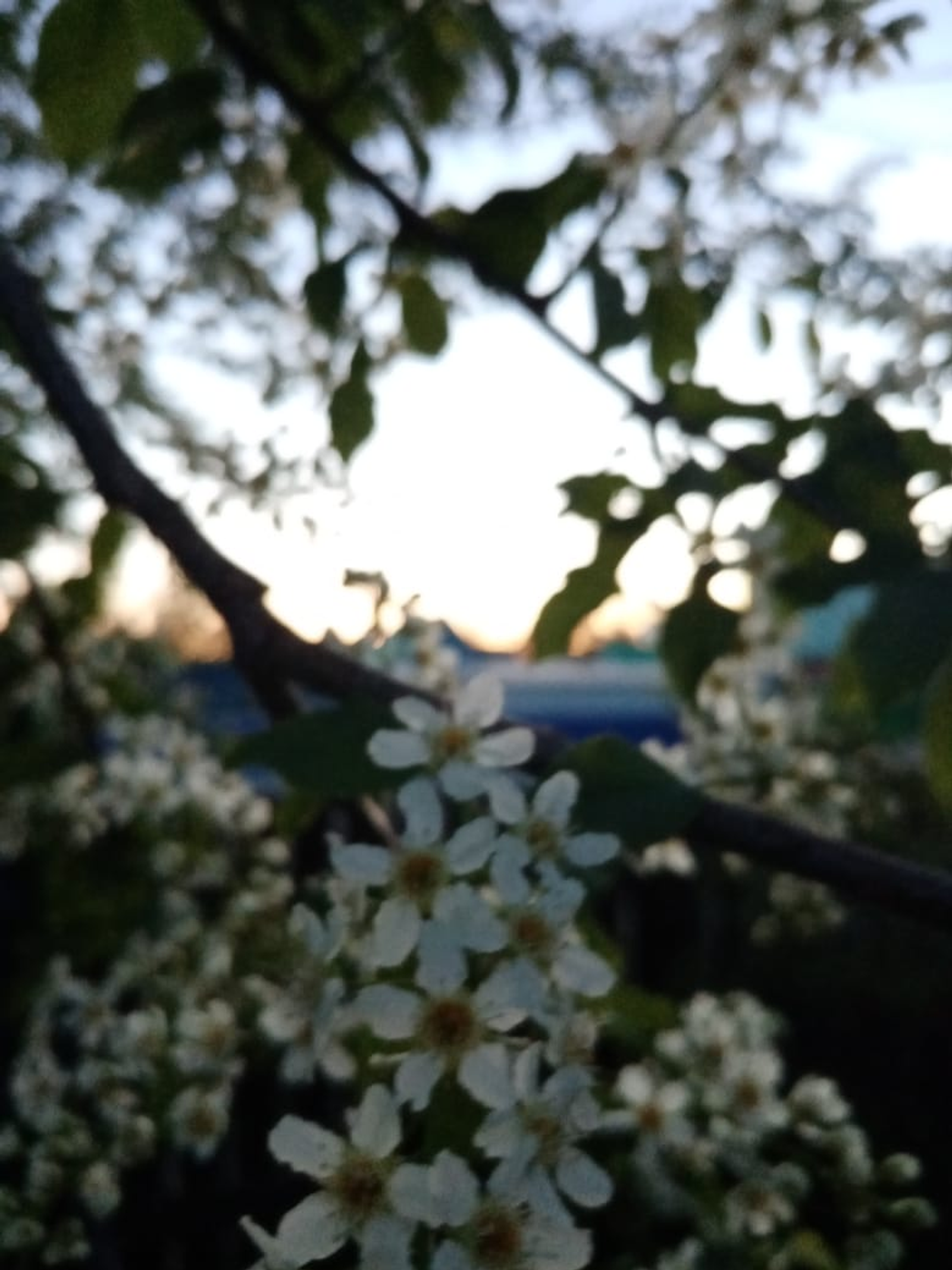 Карт шомырт хатирәсе