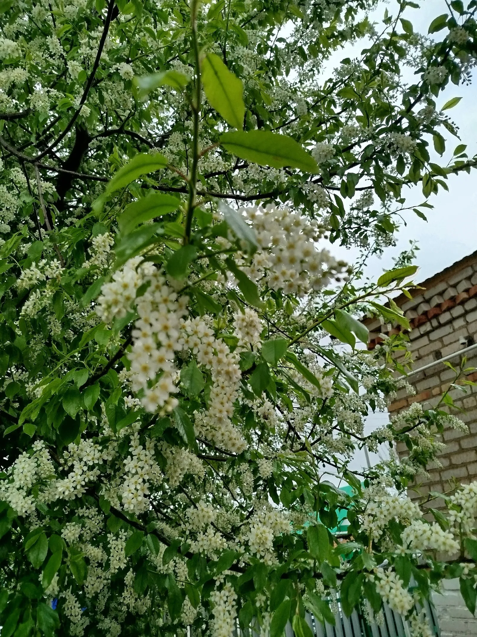 Карт шомырт хатирәсе